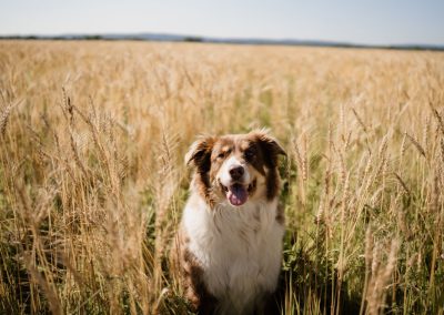 Photographie Animal - Véronique Piette Photographie